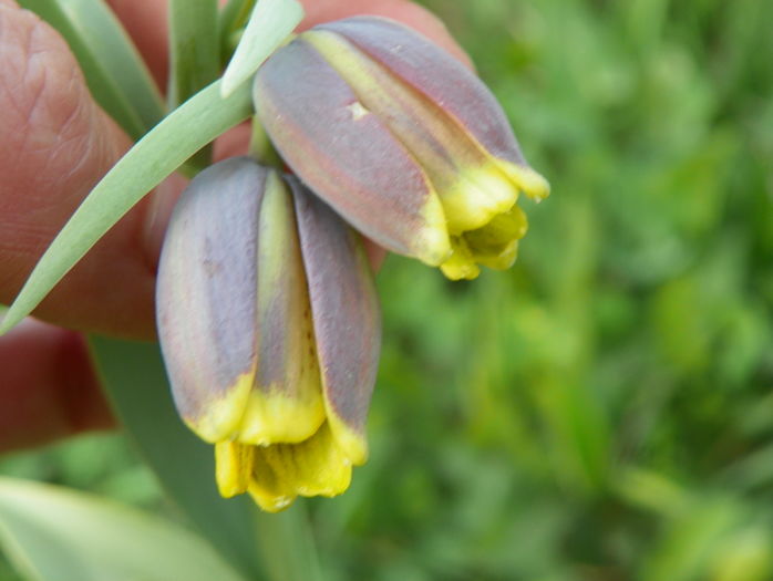 fritillaria Uva Vulpis - z-Dobarland 2016