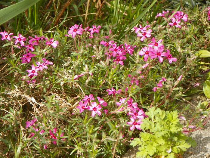 Scarlet Flame - Phlox 2016