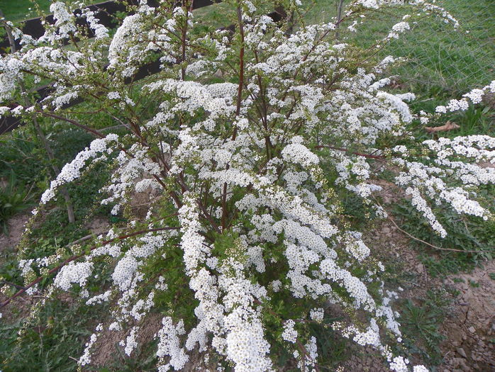 spiraea Grefsheim