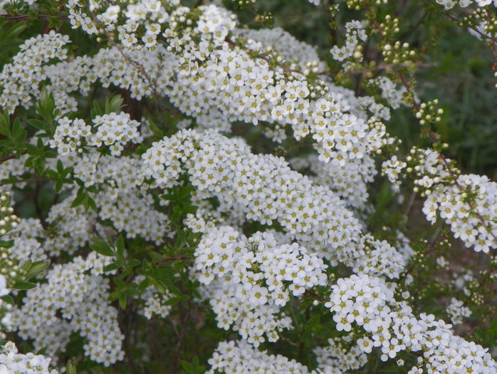 spiraea Grefsheim