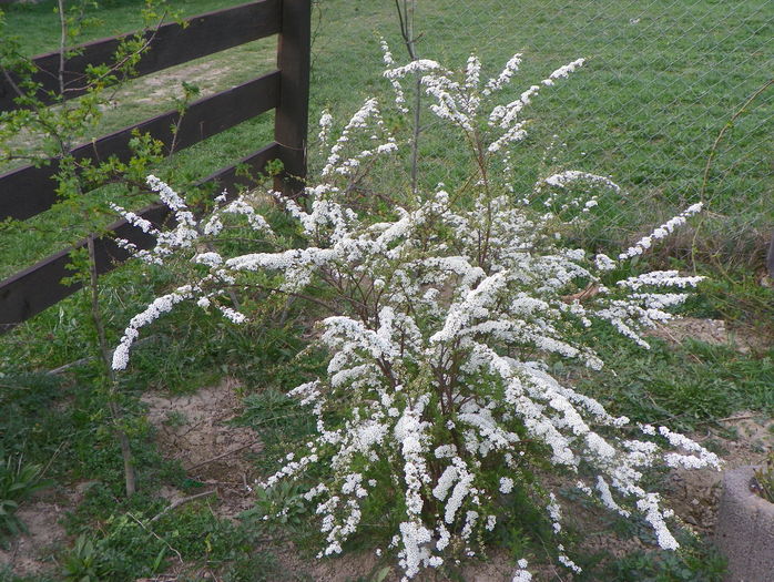 spiraea Grefsheim