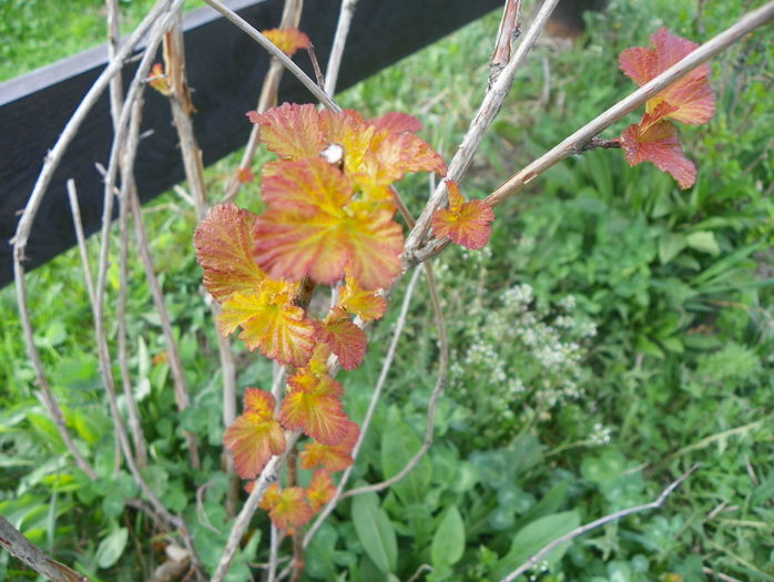 physocarpus Amber Jubilee