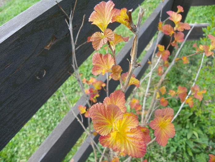 physocarpus Amber Jubilee