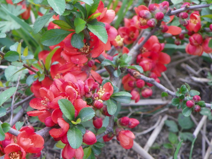 chaenomeles Fire Dance