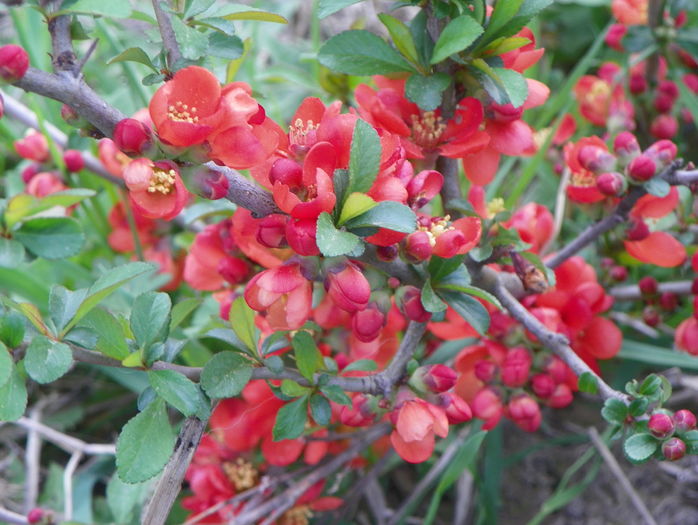 chaenomeles Fire Dance