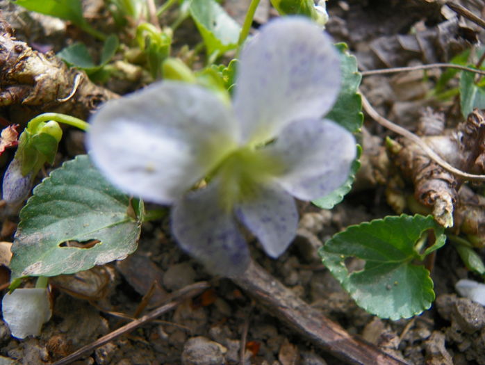 viola sororia Freckles