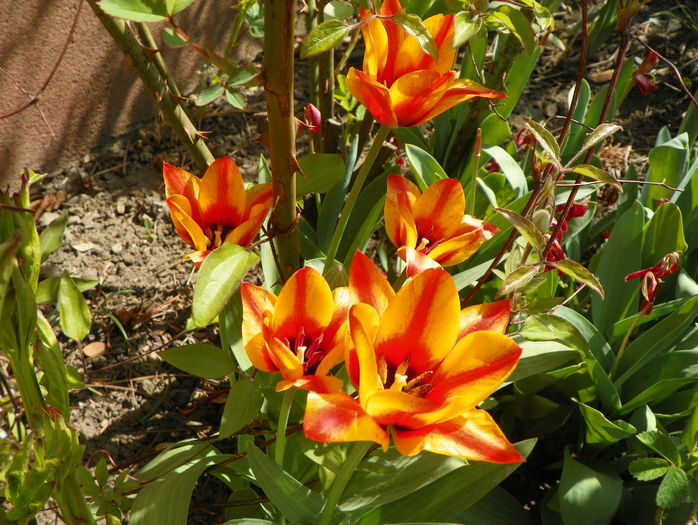 tulioa greigii Engadin