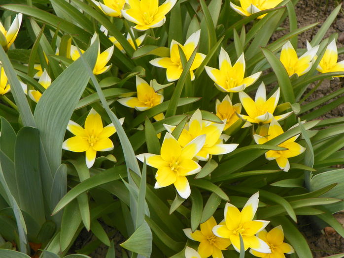 tulipa tarda