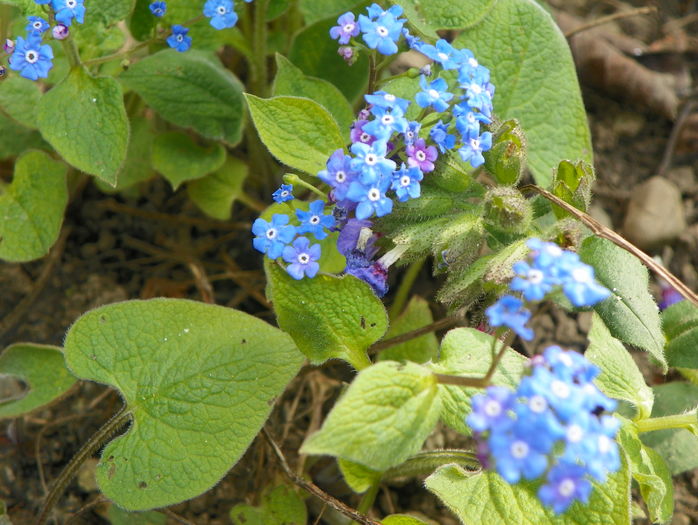 brunnera macrophylla