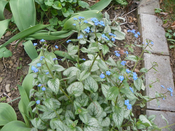 brunnera Silver Wings