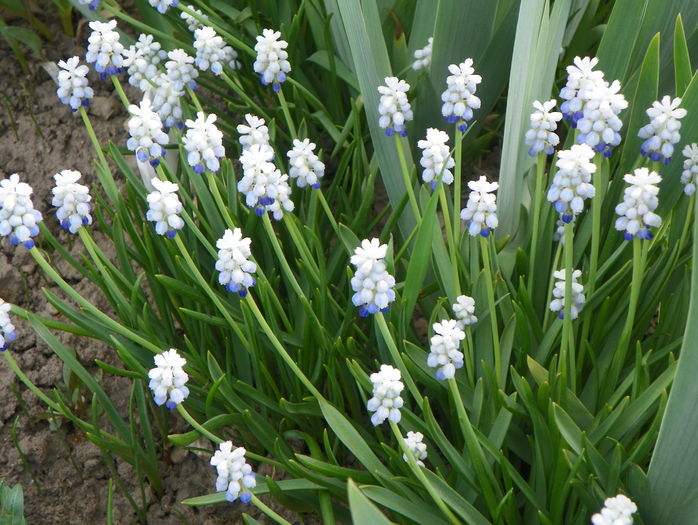 muscari Peppermint