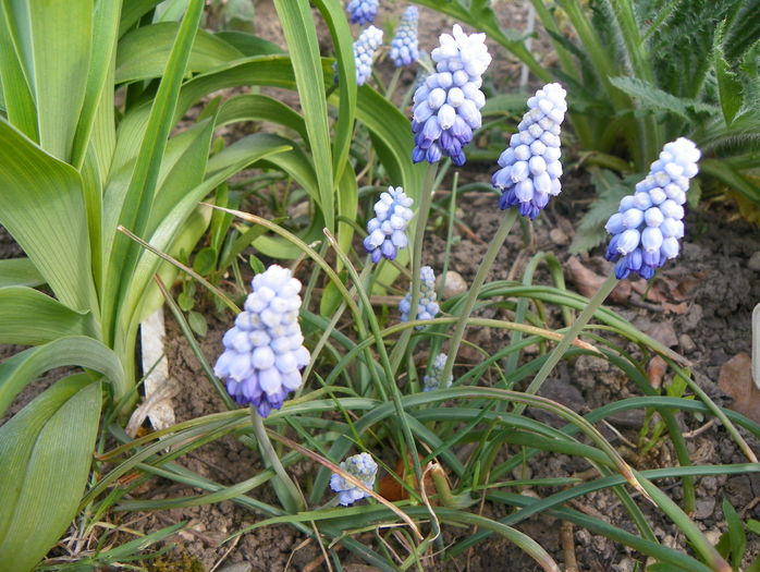 muscari Valerie Finnis