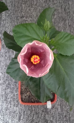 20160410_094653 - hibiscus silver diamond