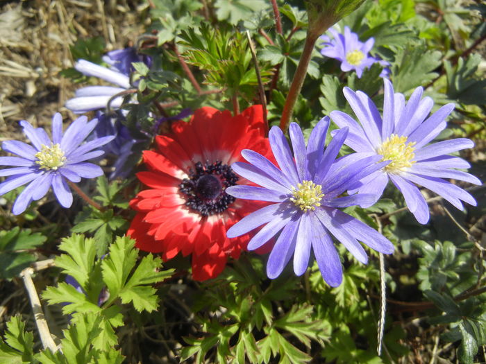 Anemone Blue Shades & The Governor; 2016, April 01.
