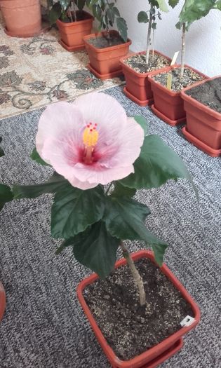 20160410_110057 - hibiscus silver diamond