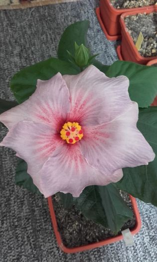 1460276669805-293113837