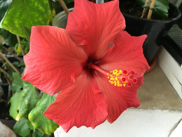 Cairo Red - Flori 2016