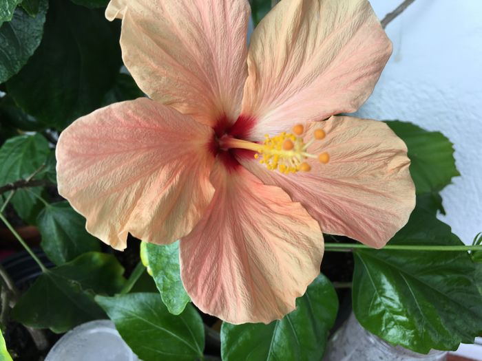 Cairo Apricot - Flori 2016