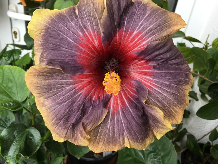 Black Rainbow - Flori 2016