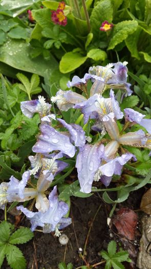 20160410_105523 - Disponibil irisi pitici