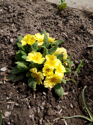 Primula