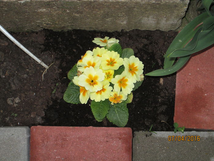 primula vulgaris - FLORI APRILIE