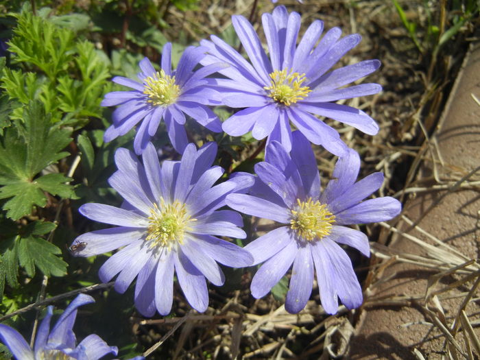 Anemone Blue Shades (2016, April 01) - Anemone Blue Shades