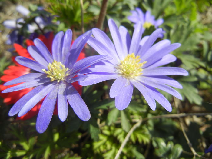 Anemone Blue Shades (2016, April 01)