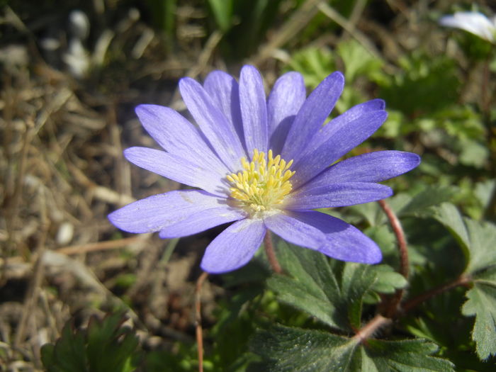 Anemone Blue Shades (2016, April 01) - Anemone Blue Shades