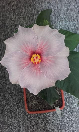 20160410_133204 - hibiscus silver diamond