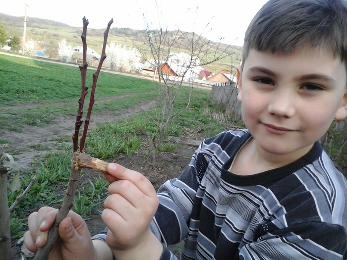 Matei ceruire altoi - Pomicultura