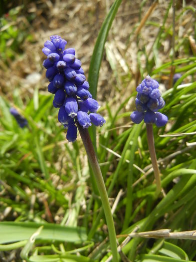 Muscari armeniacum (2016, April 01)