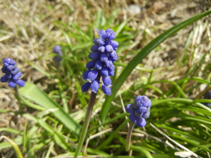 Muscari armeniacum (2016, April 01) - Muscari Armeniacum