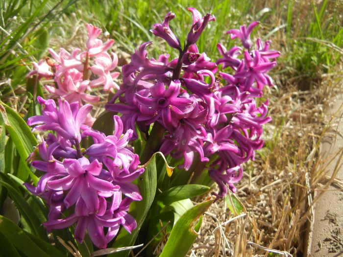 Hyacinth Purple Sensation (2016, Apr.01)