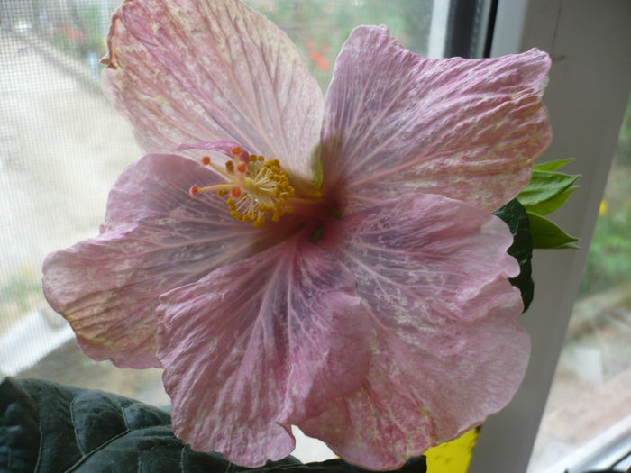 P1250700