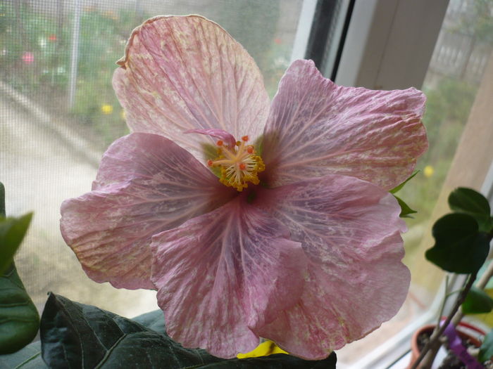 Luscious Beauty