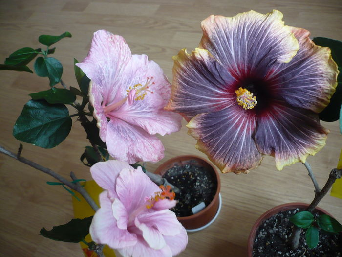 P1250703