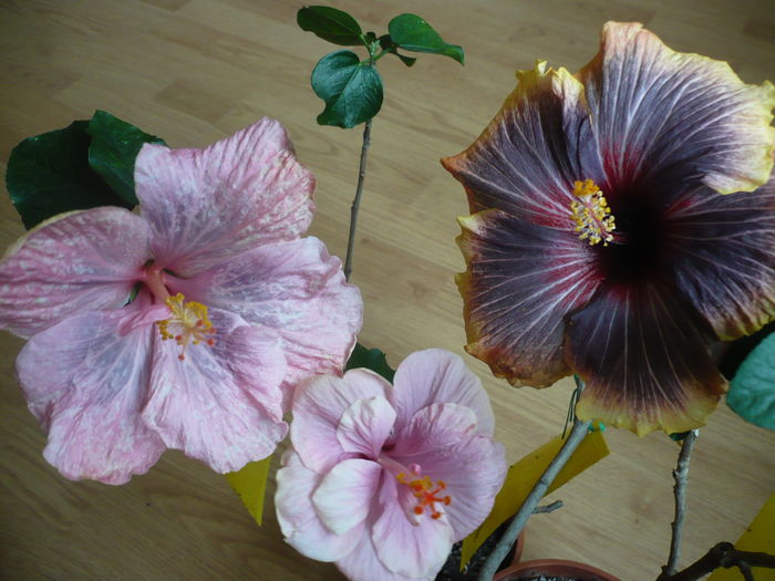 P1250704