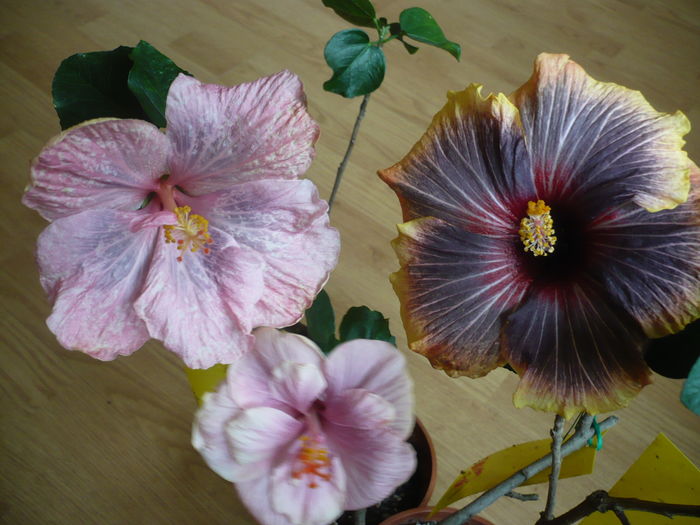 P1250707