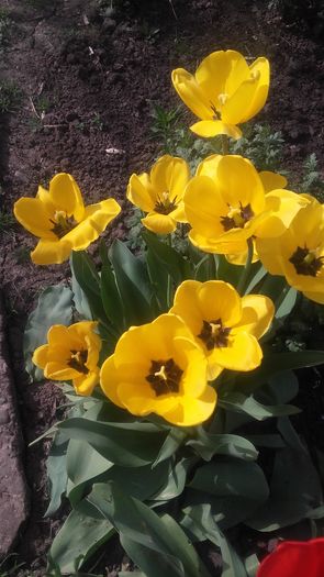 20160407_155120 - primavara 2016