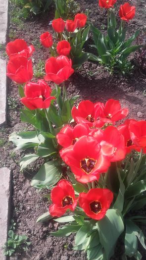 20160407_155133 - primavara 2016