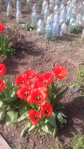 20160407_155147 - primavara 2016