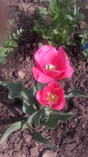 20160407_155253 - primavara 2016