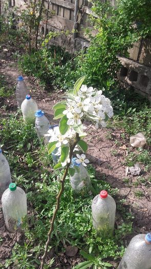 un par cadou de la "neasorel"-multumesc; un par pus asta toamna e acum plin de flori

