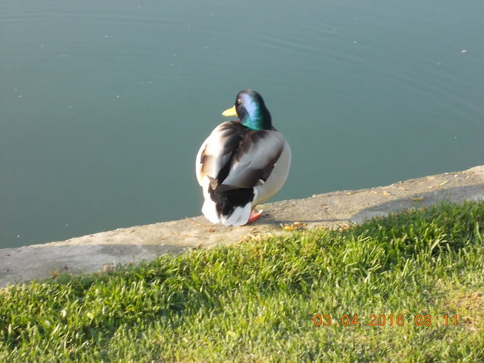 DSCN0405 - PARCUL IOR APRILIE 2016