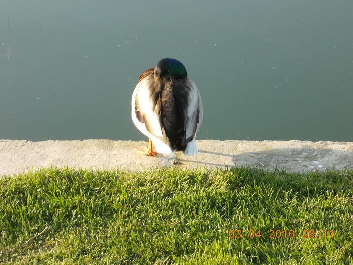 DSCN0404 - PARCUL IOR APRILIE 2016