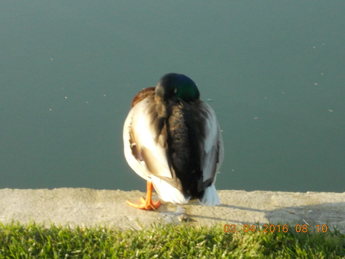 DSCN0402 - PARCUL IOR APRILIE 2016