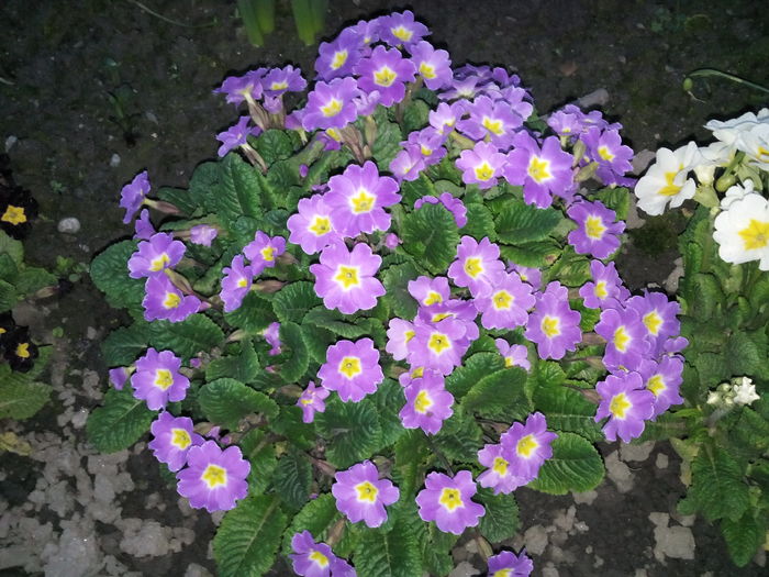 IMG_20160409_201109 - 2016 Primavara