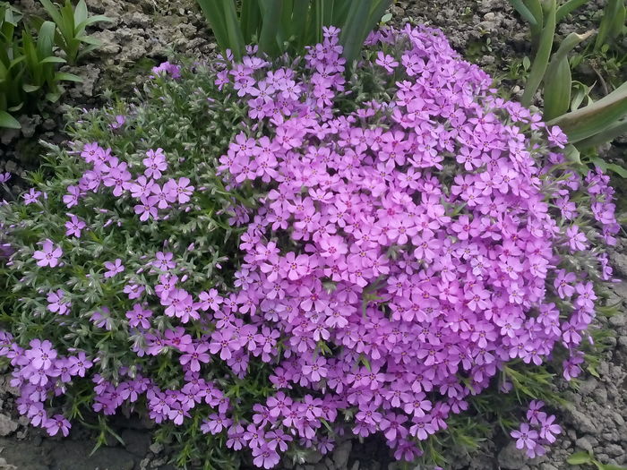 IMG_20160410_122707 - 2016 Primavara