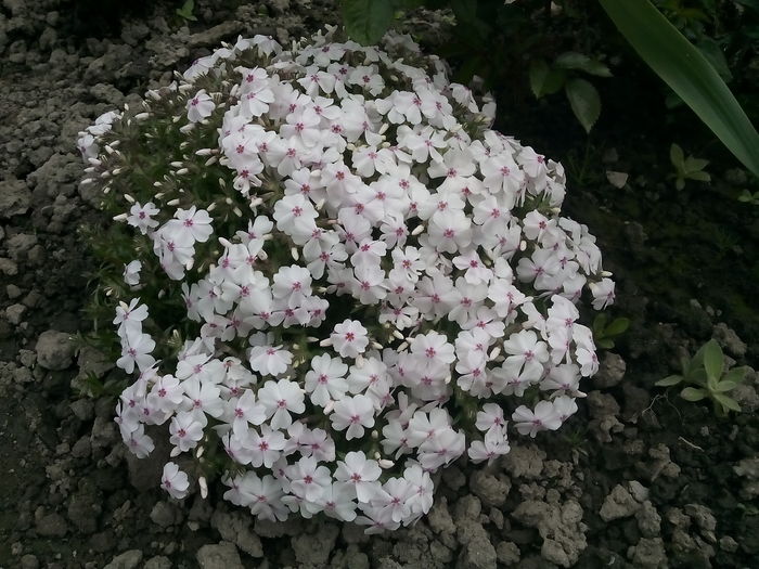 IMG_20160410_122651 - 2016 Primavara